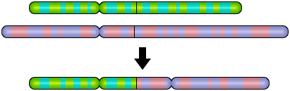 Chromosom dicentryczny – posiada 2 centromery